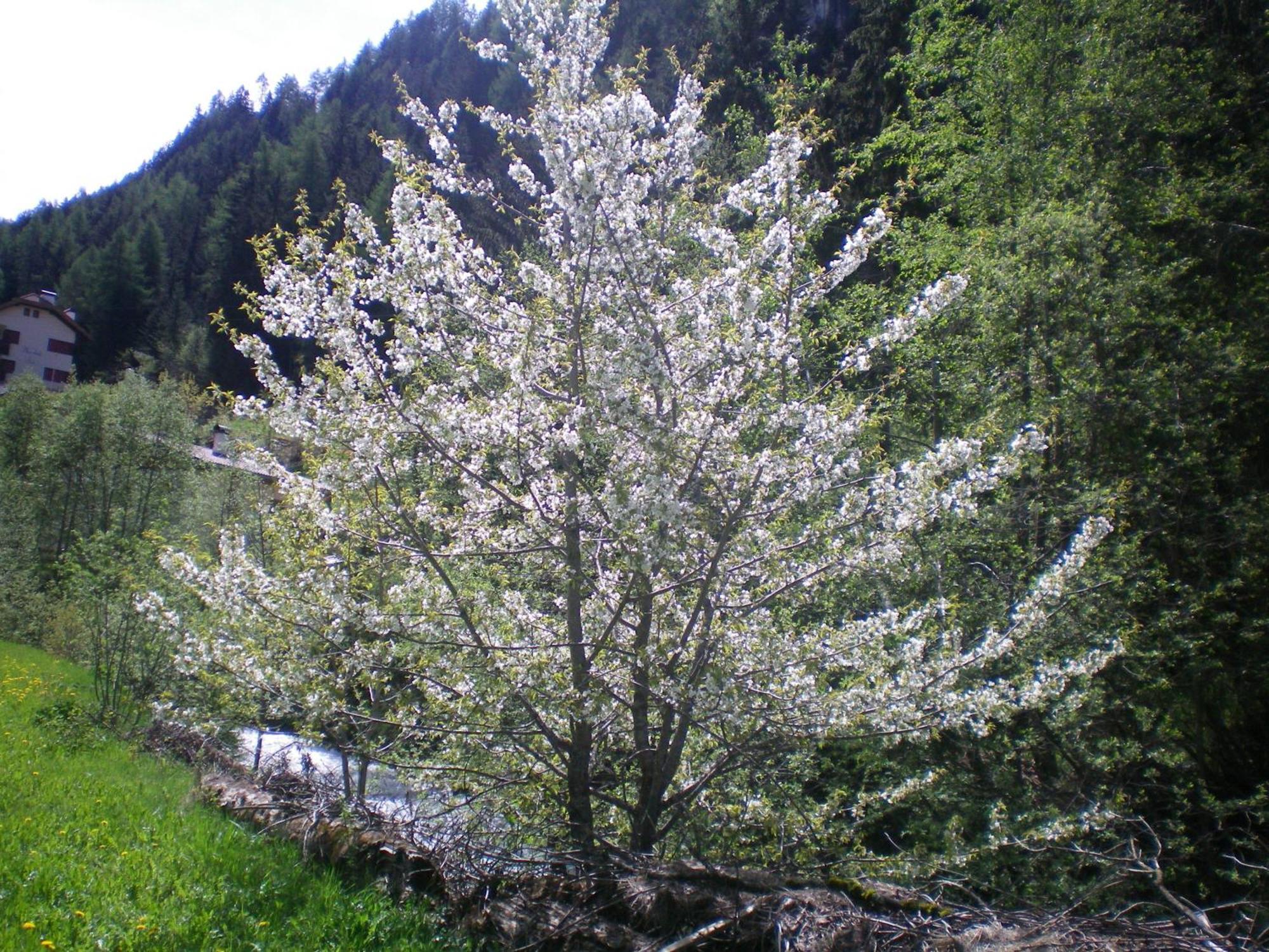 Villa Otto Santa Cristina Val Gardena Екстериор снимка